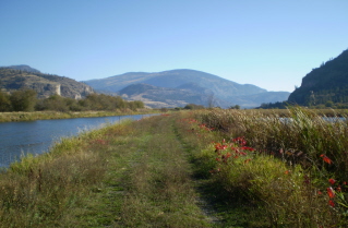Into the marsh, road is somewhat overgrown, Kettle Valley Railway Okanagan Falls to Vaseux Lake, 2010-10.